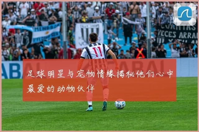 足球明星与宠物情缘揭秘他们心中最爱的动物伙伴