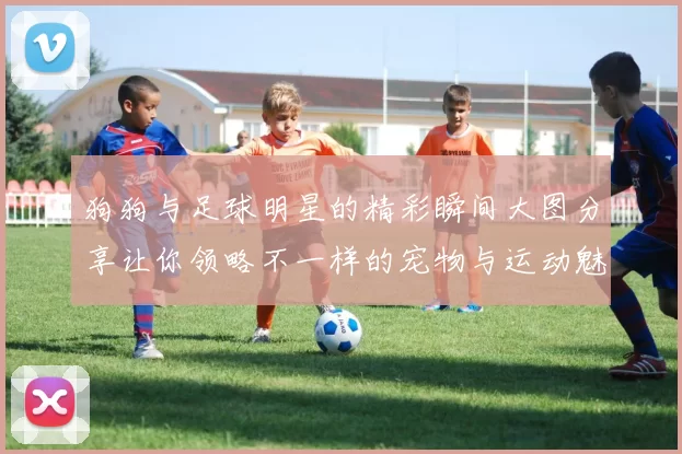 狗狗与足球明星的精彩瞬间大图分享让你领略不一样的宠物与运动魅力